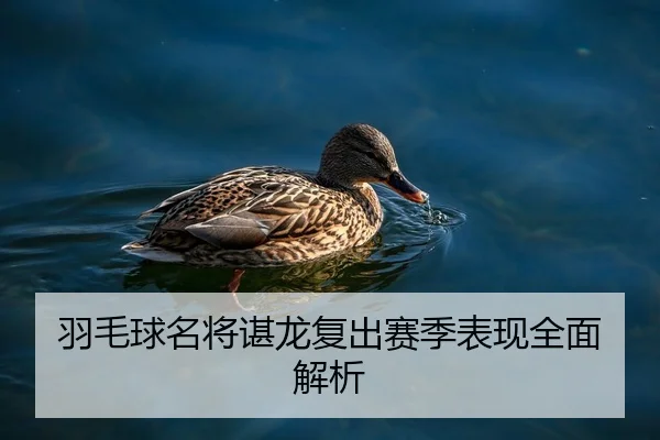 羽毛球名将谌龙复出赛季表现全面解析